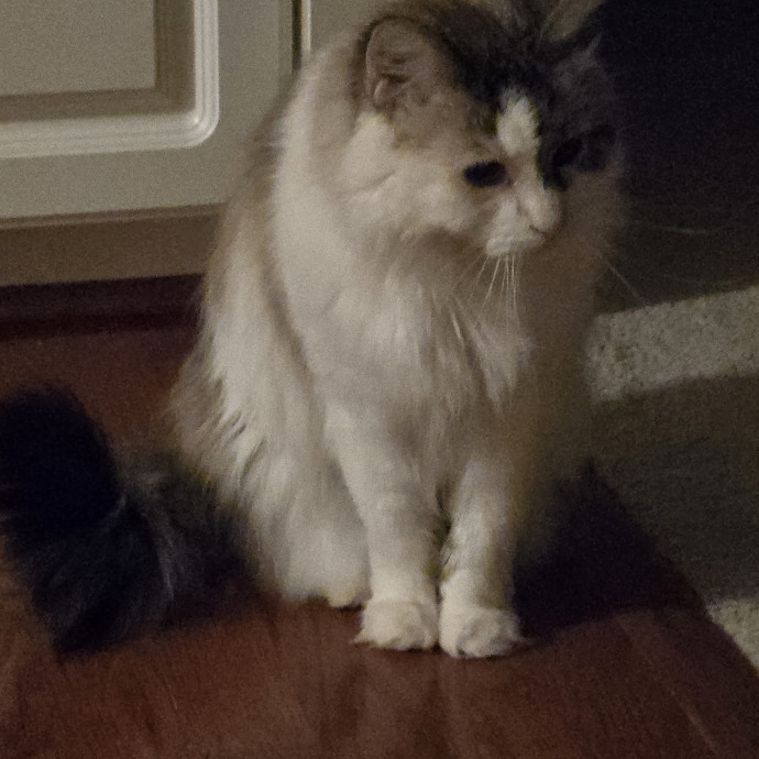 Your Cat's Purr-Fect Companion