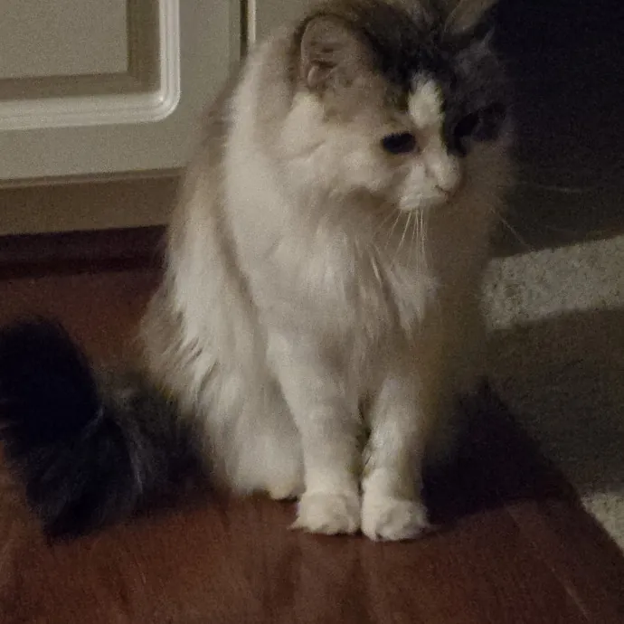 Your Cat's Purr-Fect Companion