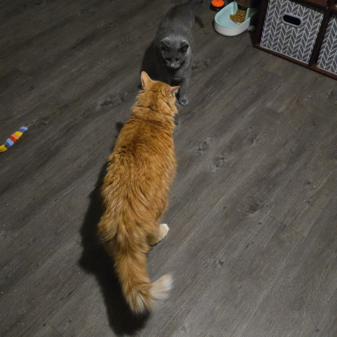 Your Cat's Purr-Fect Companion
