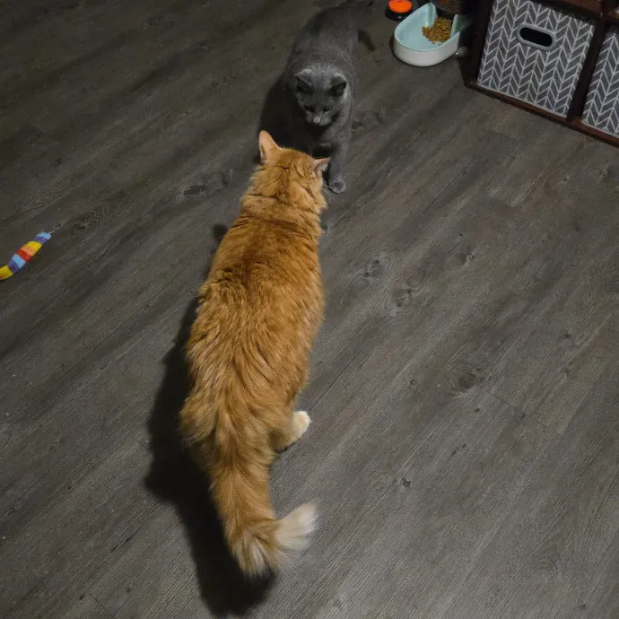 Your Cat's Purr-Fect Companion
