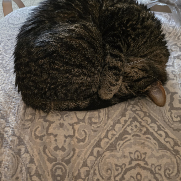 Your Cat's Purr-Fect Companion