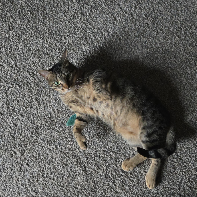 Your Cat's Purr-Fect Companion