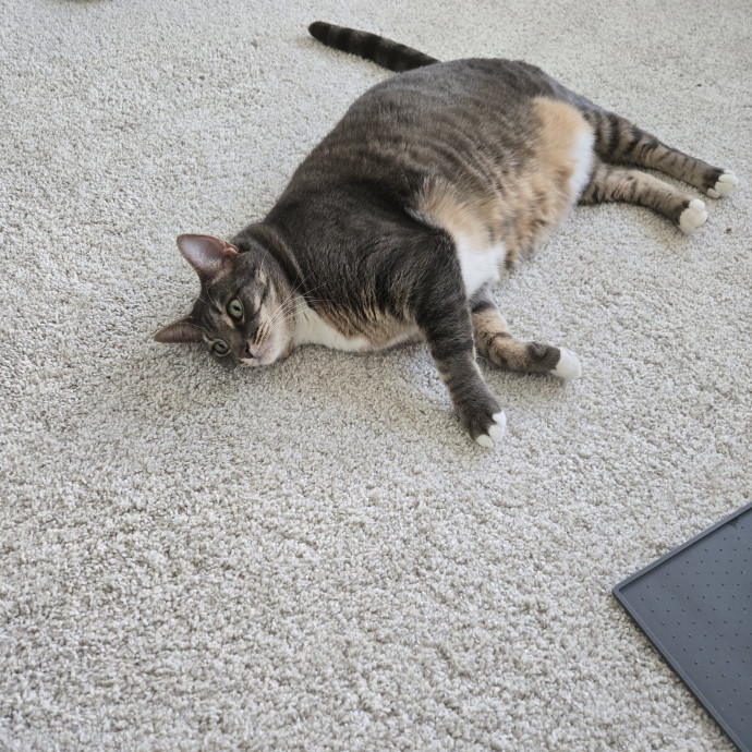 Your Cat's Purr-Fect Companion