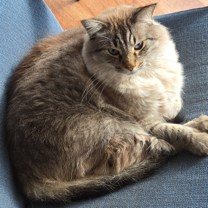 Your Cat's Purr-Fect Companion