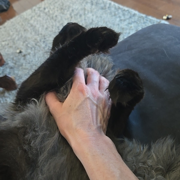 Your Cat's Purr-Fect Companion