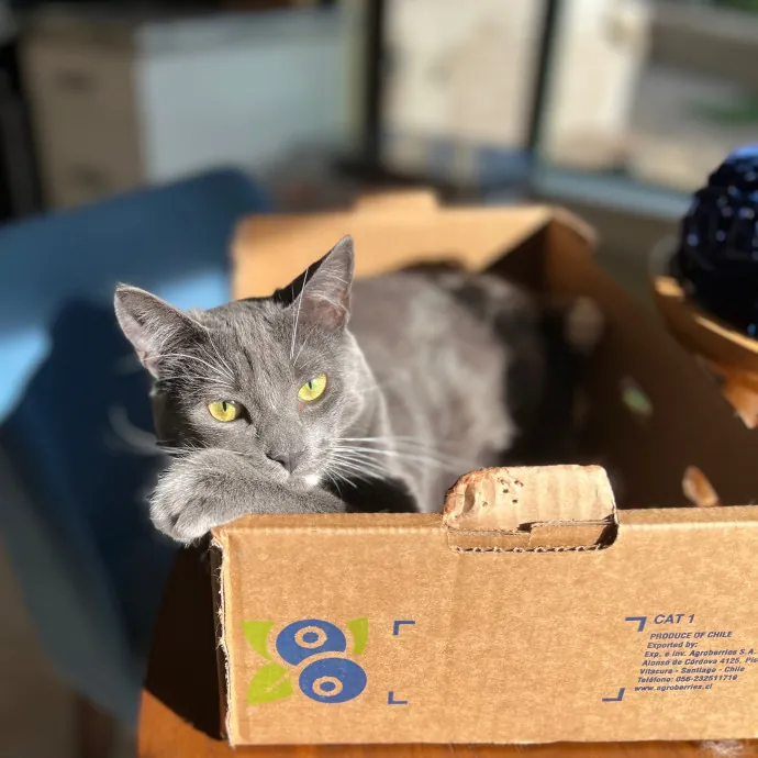 North County Kitty Sitter