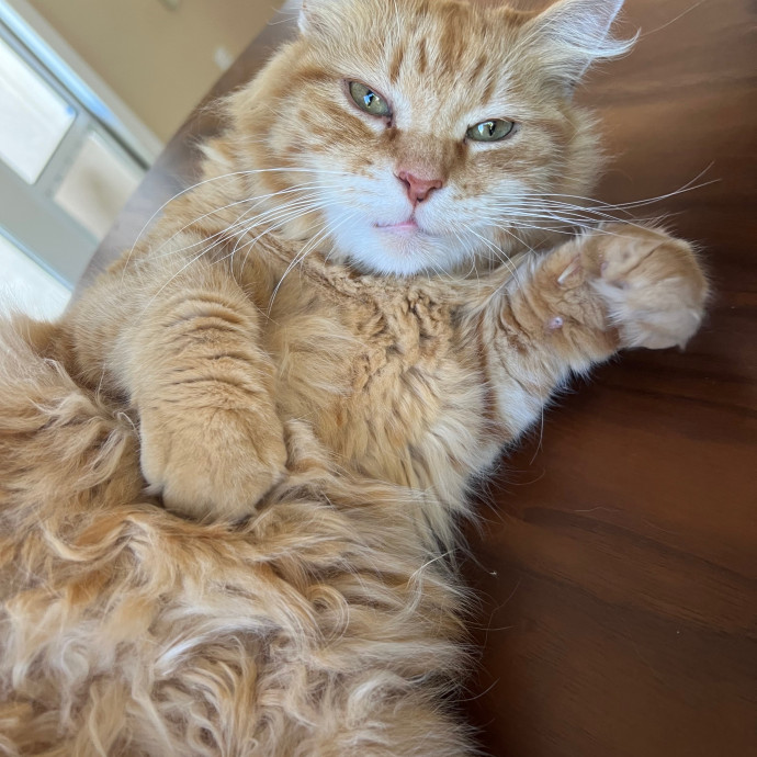 North County Kitty Sitter