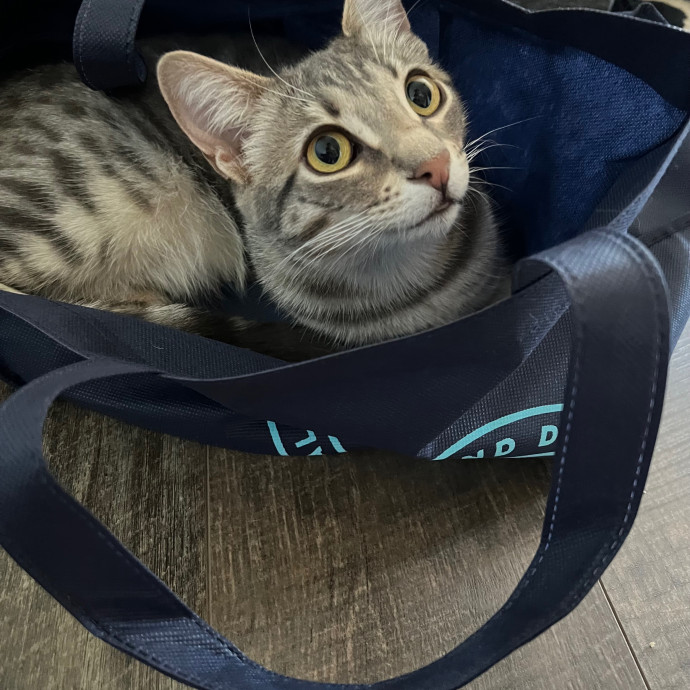 North County Kitty Sitter