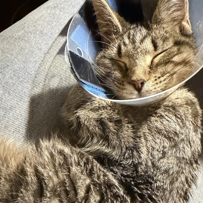 Experienced Cat Sitter For Cats Of All Personalities 