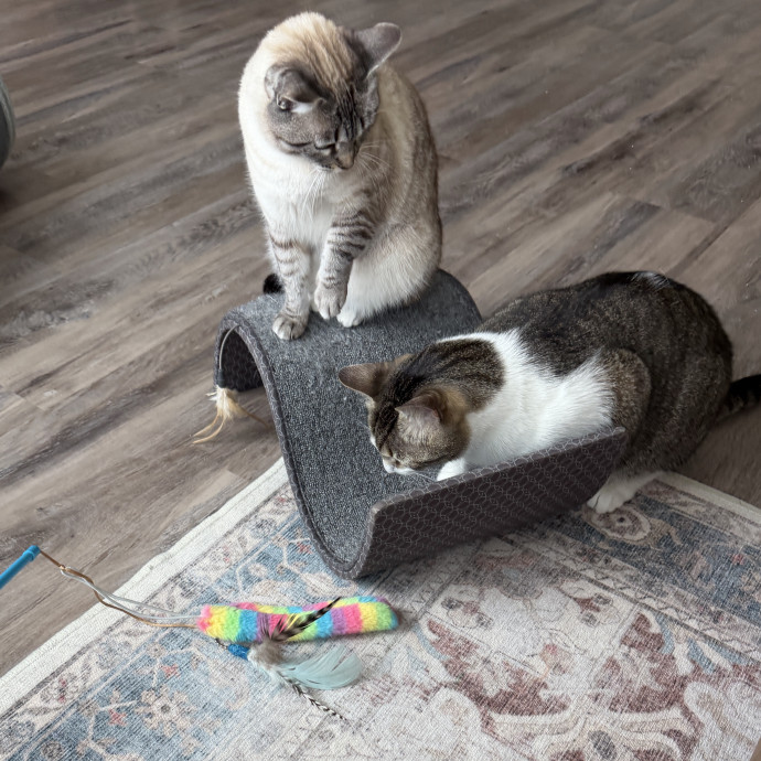 Cat Sitter For Cats Of All Personalities