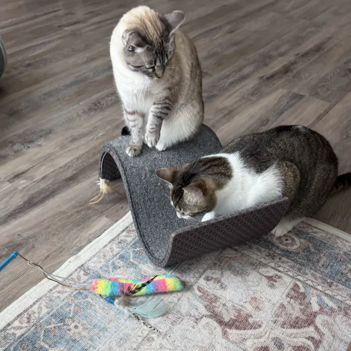 Experienced Cat Sitter For Cats Of All Personalities 