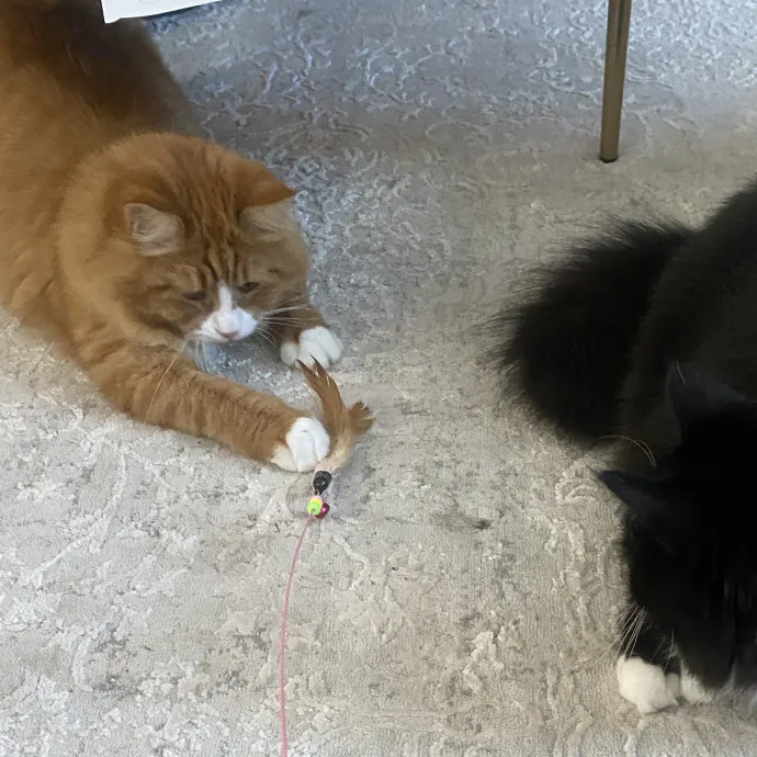 Experienced Cat Sitter For Cats Of All Personalities 