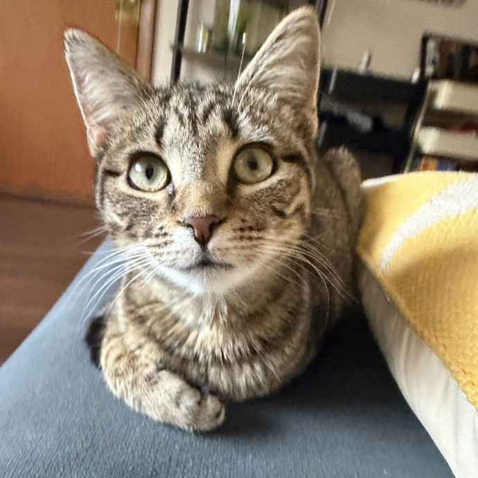 Cat Sitter For Cats Of All Personalities
