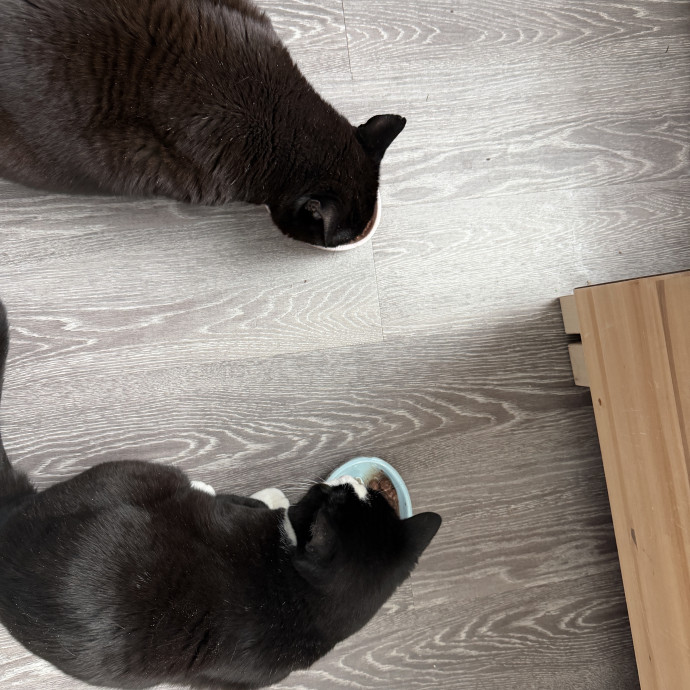 Cat Sitter For Cats Of All Personalities