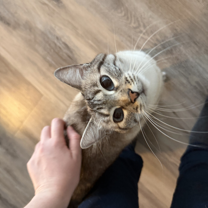 Cat Sitter For Cats Of All Personalities
