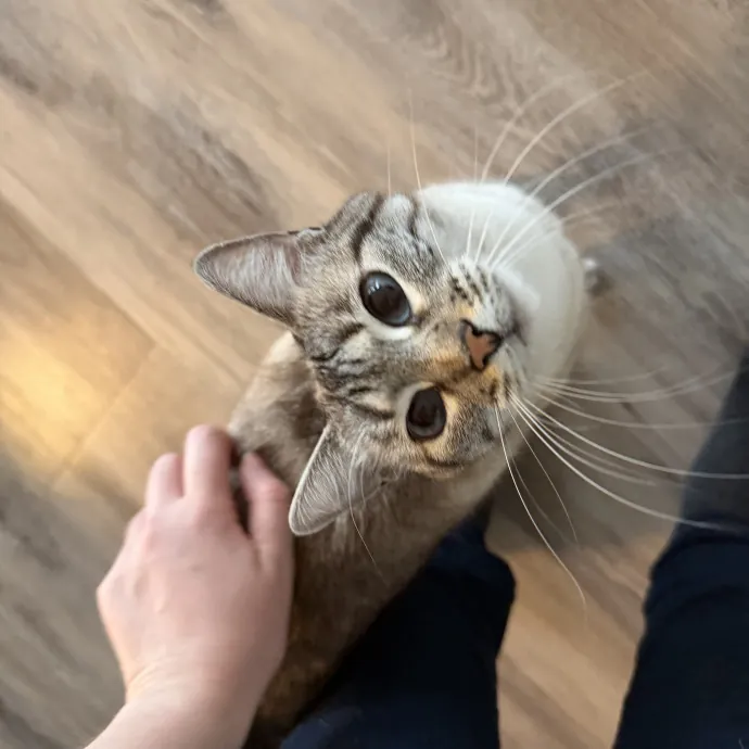 Experienced Cat Sitter For Cats Of All Personalities  photo 2