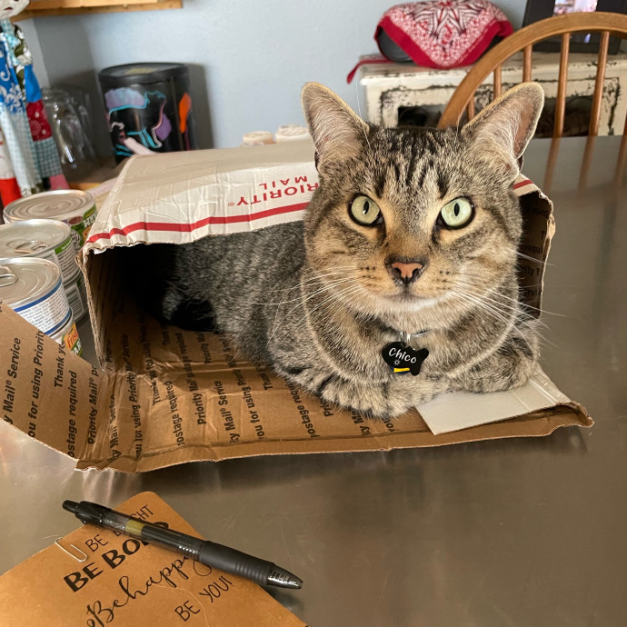 Erin's Purrfect Cat Sitting In Englewood