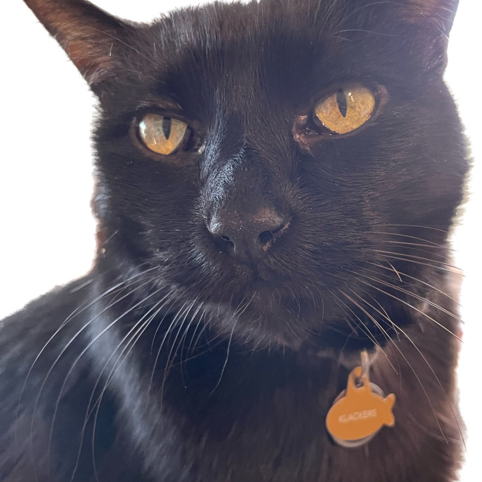 Erin's Purrfect Cat Sitting In Englewood photo 2