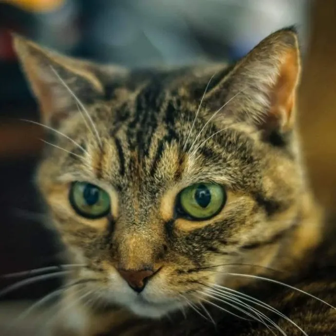Lisa K.