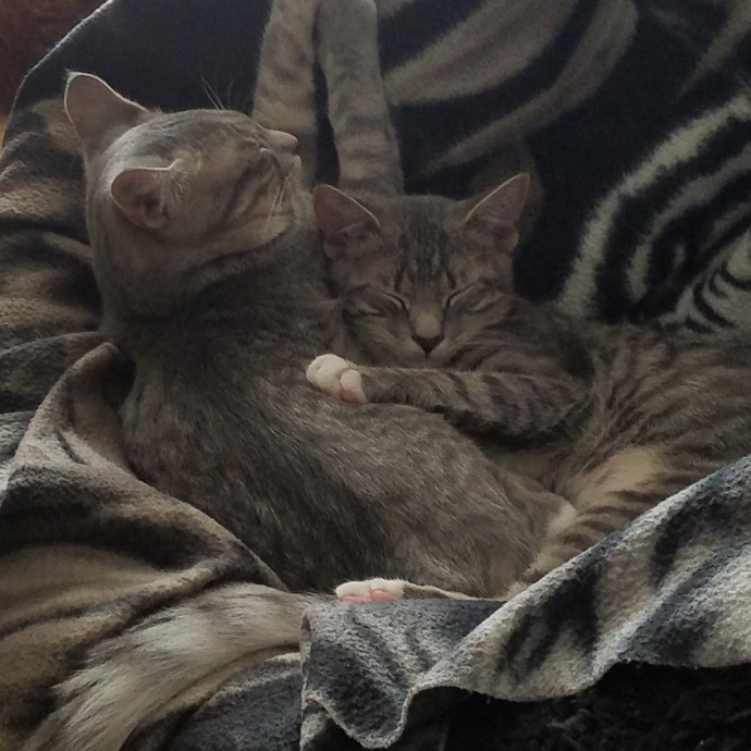 Cat Loving Sitter Every Meow And Then