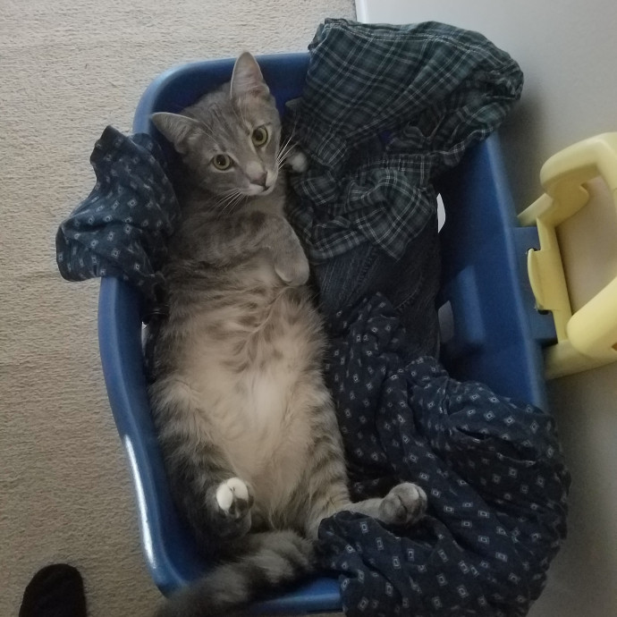 Cat Loving Sitter Every Meow And Then