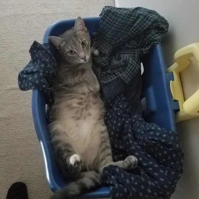 Cat Loving Sitter Every Meow And Then