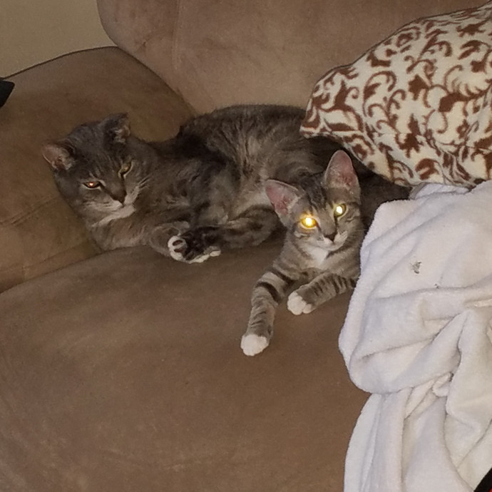 Cat Loving Sitter Every Meow And Then