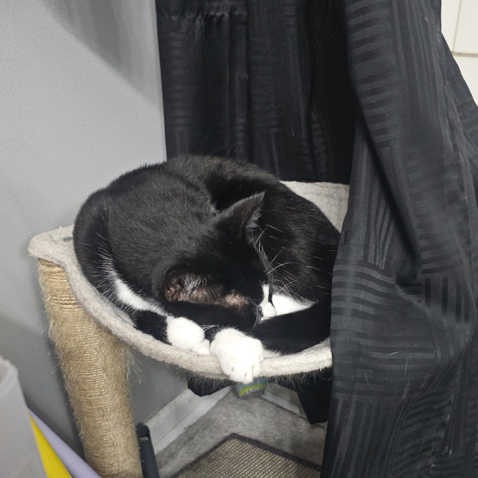 Cat Loving Sitter Every Meow And Then