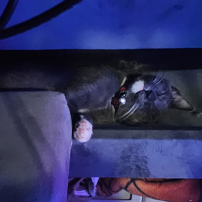 Cat Loving Sitter Every Meow And Then