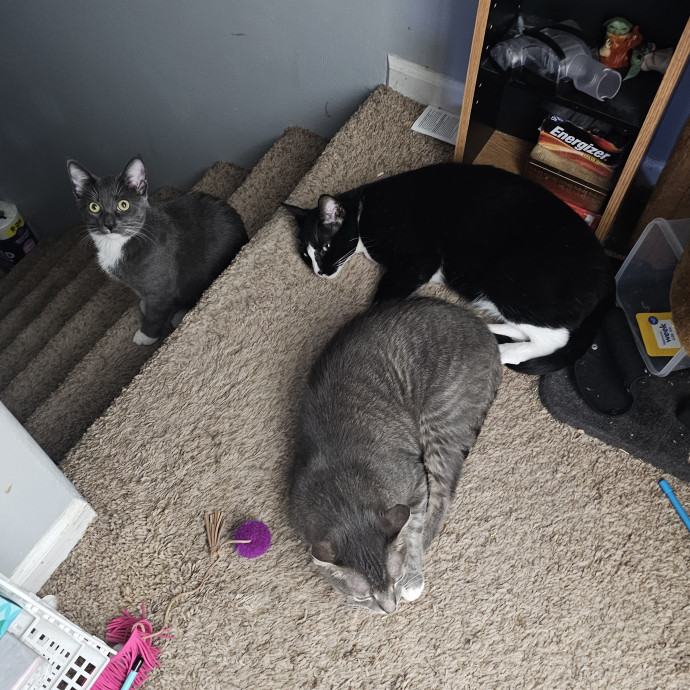 Cat Loving Sitter Every Meow And Then photo 2