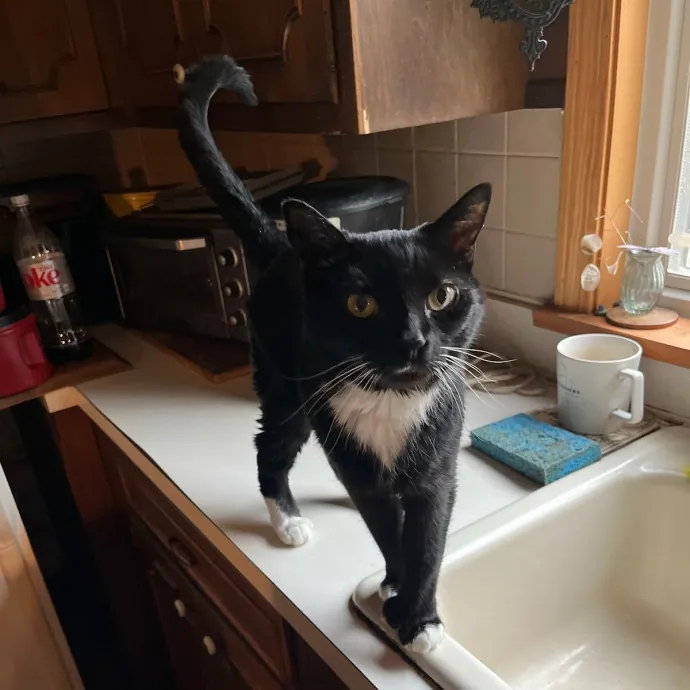 The Ginge's Catutopia Care In Littleton