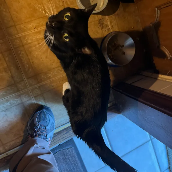 The Ginge's Catutopia Care In Littleton