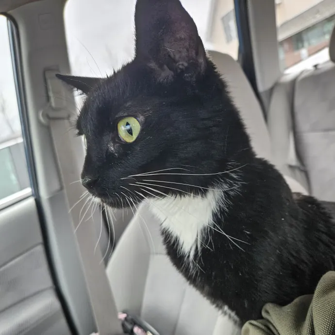 The Ginge's Catutopia Care In Littleton