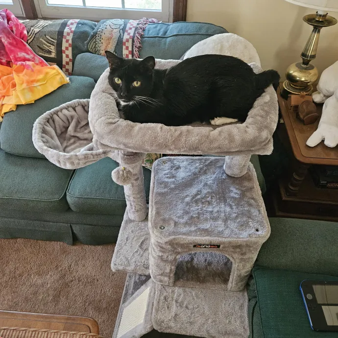 The Ginge's Catutopia Care In Littleton