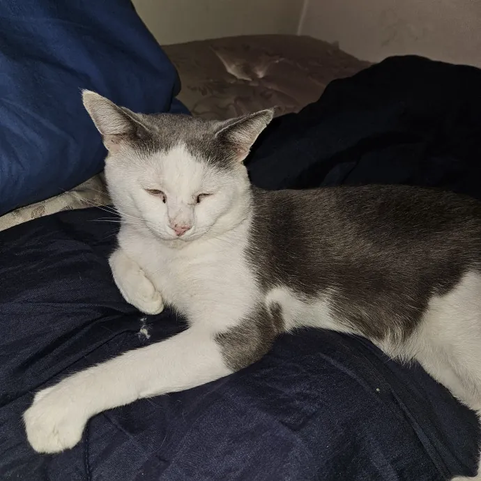 The Ginge's Catutopia Care In Littleton