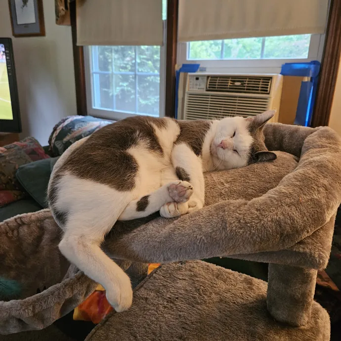 The Ginge's Catutopia Care In Littleton