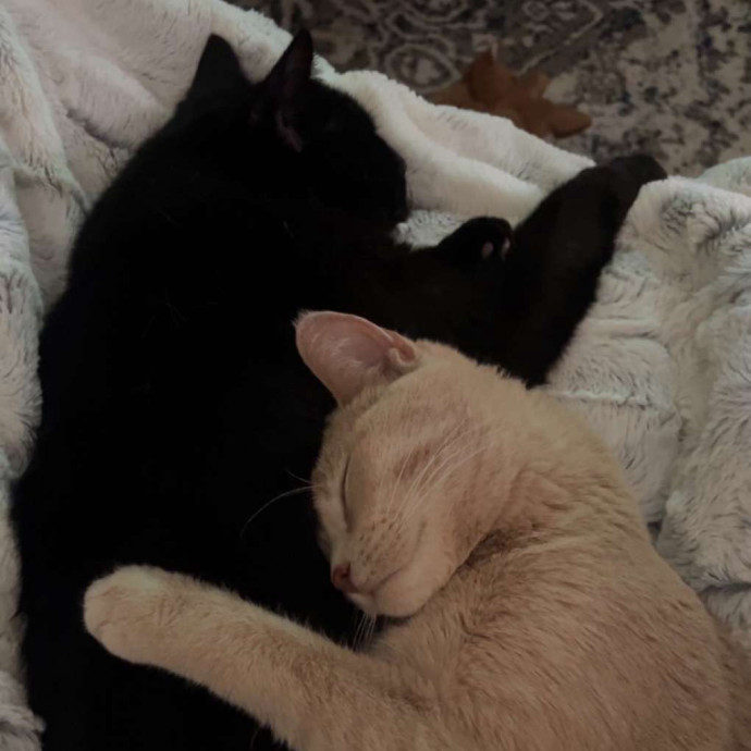 Trusted Cat Sittercertified Cat Cuddler