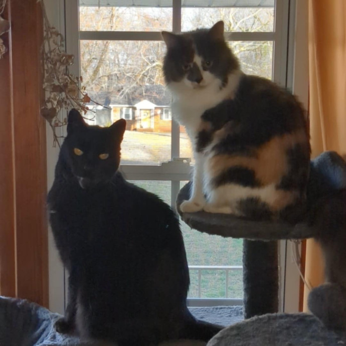 Trusted Cat Sittercertified Cat Cuddler