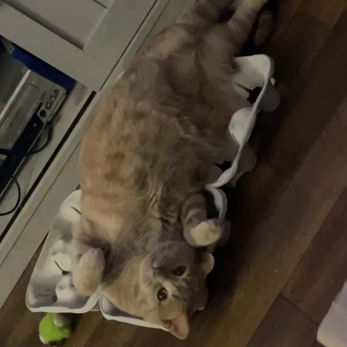 Trusted Cat Sittercertified Cat Cuddler