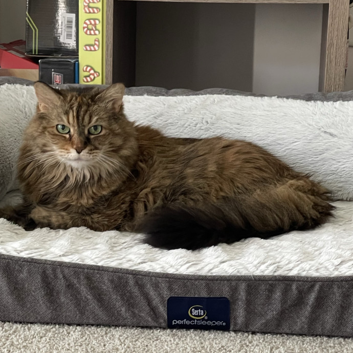 Trusted Cat Sittercertified Cat Cuddler