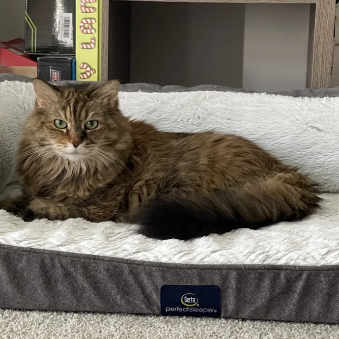 Trusted Cat Sittercertified Cat Cuddler