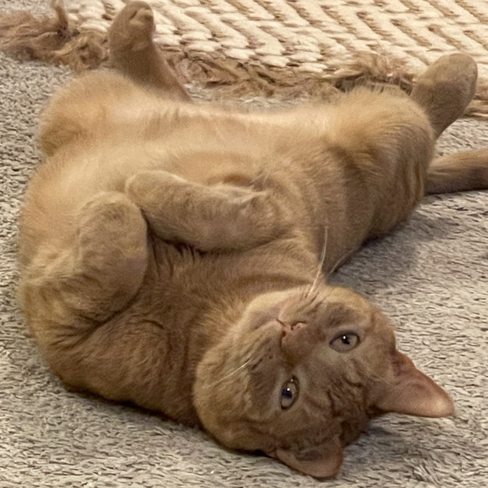 Trusted Cat Sittercertified Cat Cuddler