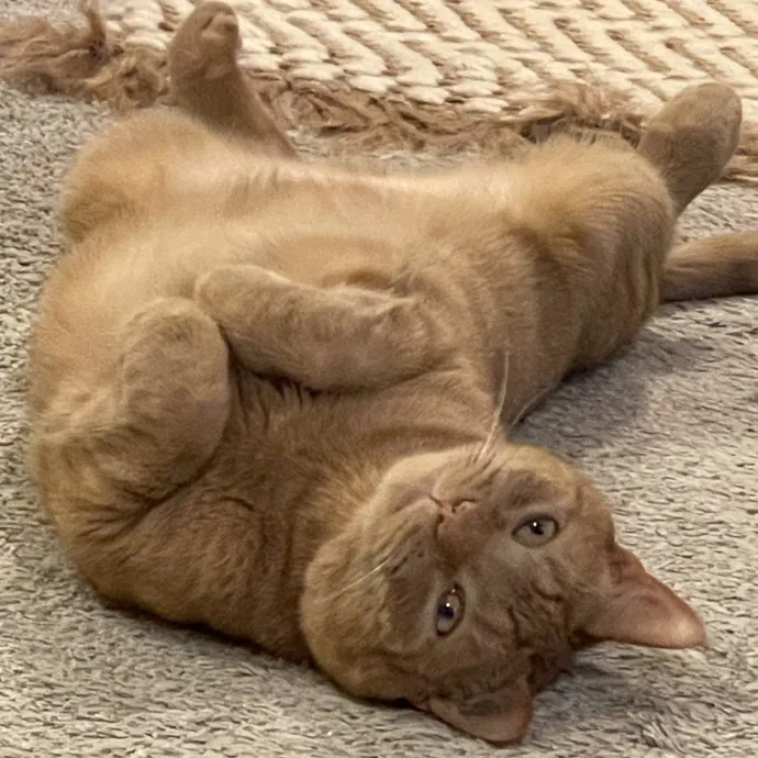 Trusted Cat Sittercertified Cat Cuddler