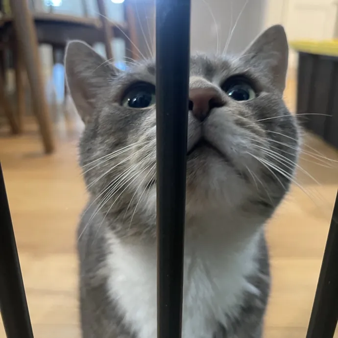 Trusted Cat Sittercertified Cat Cuddler