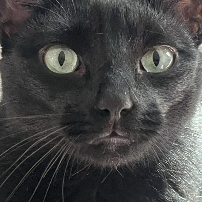Trusted Cat Sittercertified Cat Cuddler