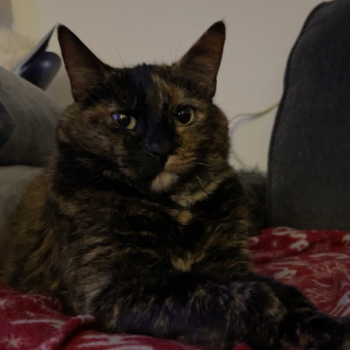 Trusted Cat Sittercertified Cat Cuddler photo 3