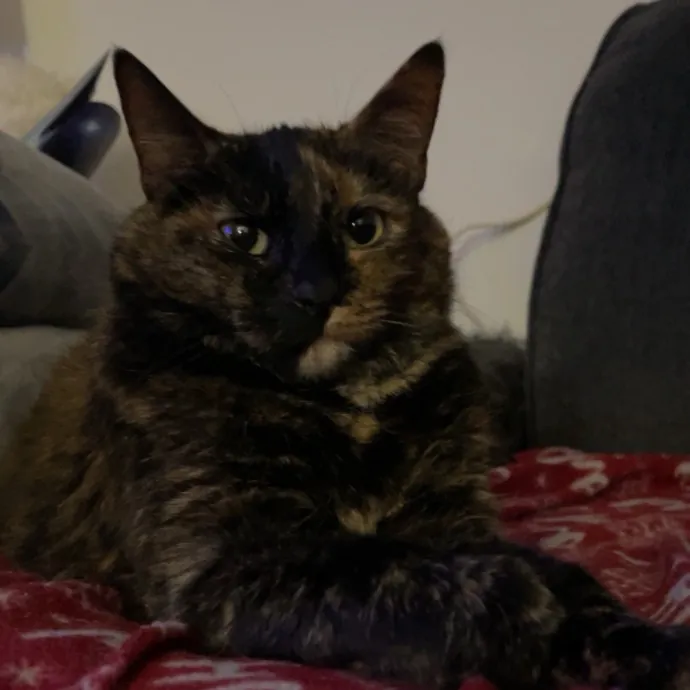 Trusted Cat Sittercertified Cat Cuddler photo 3