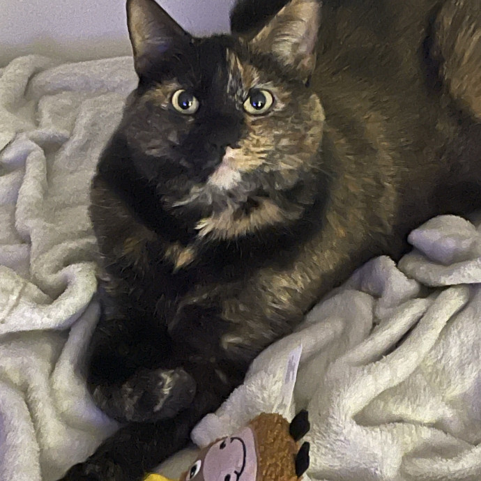 Trusted Cat Sittercertified Cat Cuddler photo 2