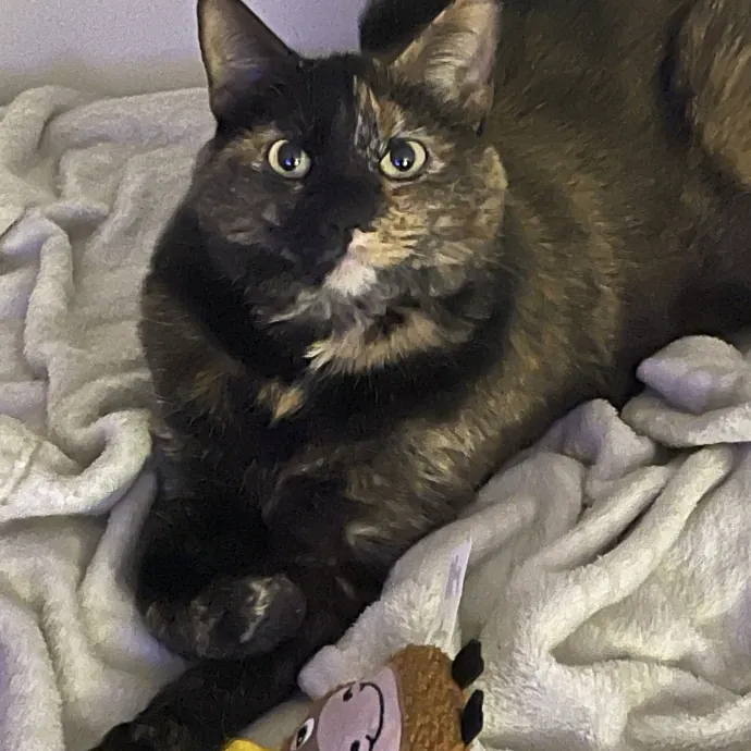 Trusted Cat Sittercertified Cat Cuddler photo 2
