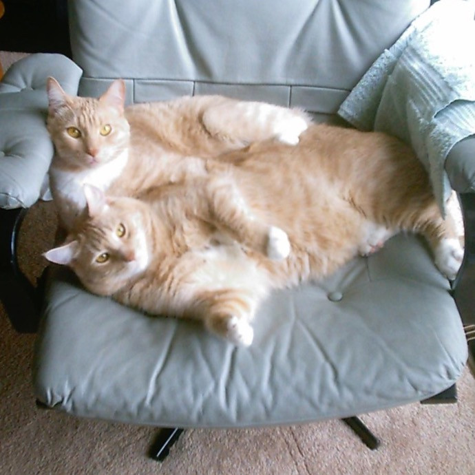 Professional Kitty Cuddler  Cat Spoiler